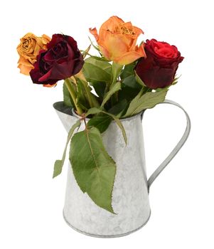 Four faded rose flowers past their best with dry, crisp petals in a rustic metal pitcher, isolated on a white background