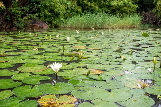 Beautiful white flowers and broad leaves of the White Lotus, also known as the European white waterlily or the white water rose, floating in a small pond at the Bamako Zoo in Mali