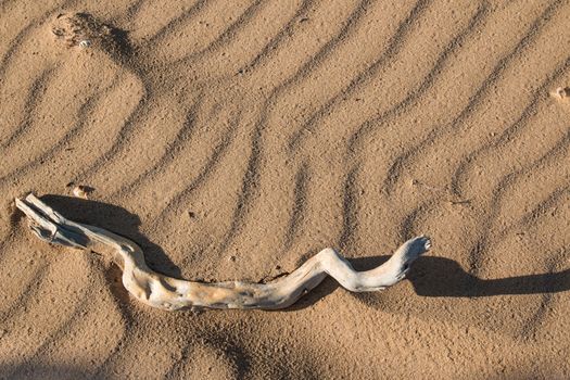 Bough washed out from the ocean on the sand with waves after the high tide. Early morning sunlight.