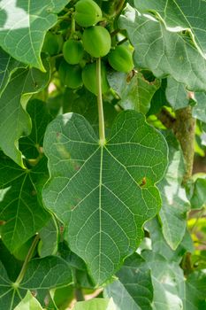 Jatropha carcas with broad leaves and smal green fruits