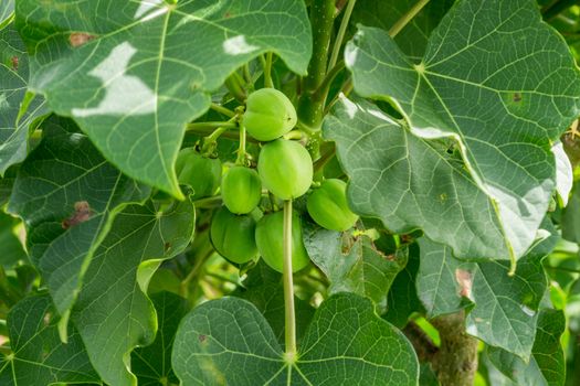 Jatropha carcas with broad leaves and smal green fruits