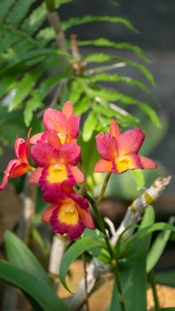 Close up of beautiful orchids blooms in garden