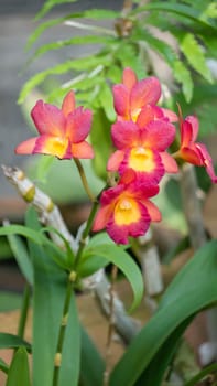 Close up of beautiful orchids blooms in garden