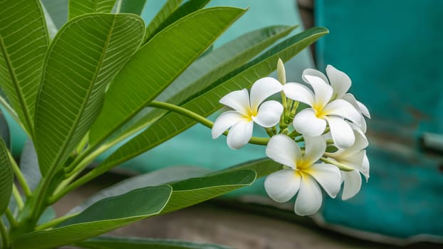 White and yellow Plumeria ( frangipani flowers ) in garden