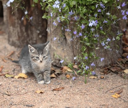 little  kitten sitting near blue flowers