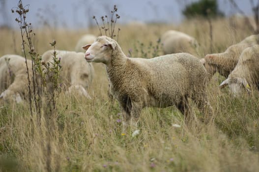 Sheep in nature on meadow. Farming outdoor, France