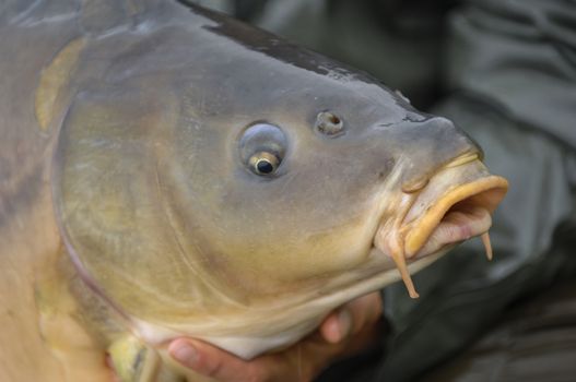 Carp fish just fished close up outdoor, France