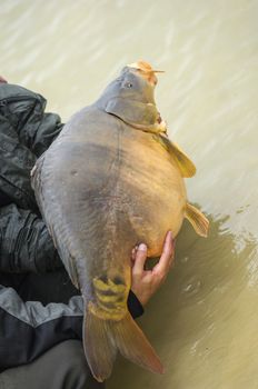 Carp fish just fished close up outdoor, France