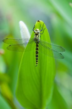 Blue tailed Damselfly on blurred background, France