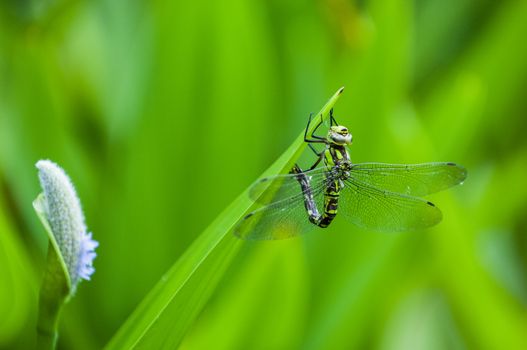 Blue tailed Damselfly on blurred background, France
