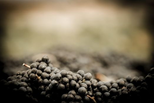 Grapes wine harvest, Bordeaux Vinyard, France, Europe