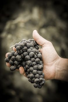 Grapes harvest. Farmers hands with freshly harvested black grapes, France