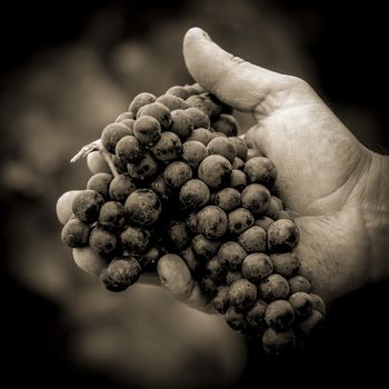 Grapes harvest. Farmers hands with freshly harvested black grapes, France
