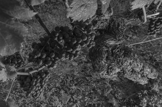 Red merlot grapes, Bordeaux vineyard, France, Europe