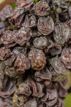 Noble rot of a wine grape, grapes with mold, Botrytis, Sauternes, France
