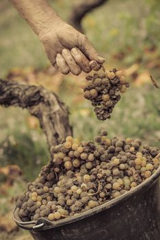 Noble rot of a wine grape, grapes with mold, Botrytis, Sauternes, France