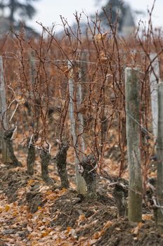 Feet Vineyard at sunset, Bordeaux Wineyard, France