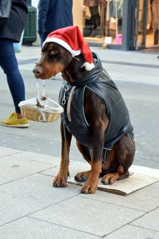 Dog sitting on the street holding a basket in the mouth with a christmas cap