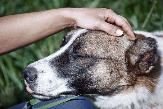 Human pampering dog