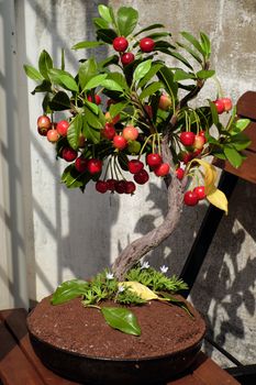 Cherry tree with red ripe fruit make from clay, handmade bonsai tree for home decoration in Vietnam, beautiful artwork for springtime