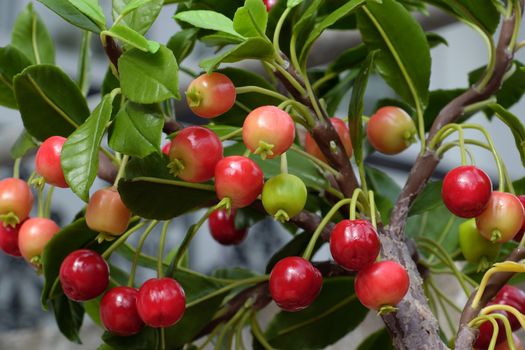 Cherry tree with red ripe fruit make from clay, handmade bonsai tree for home decoration in Vietnam, beautiful artwork for springtime