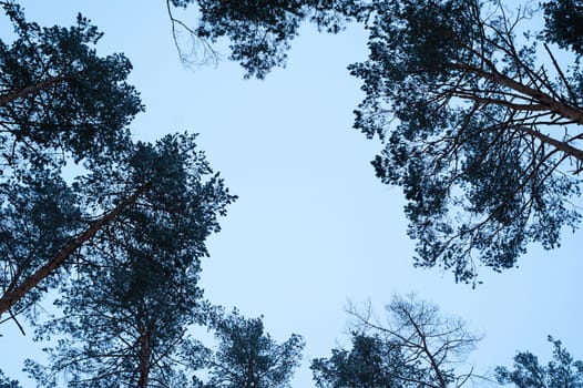 tops of the pine trees against the sky. Winter background
