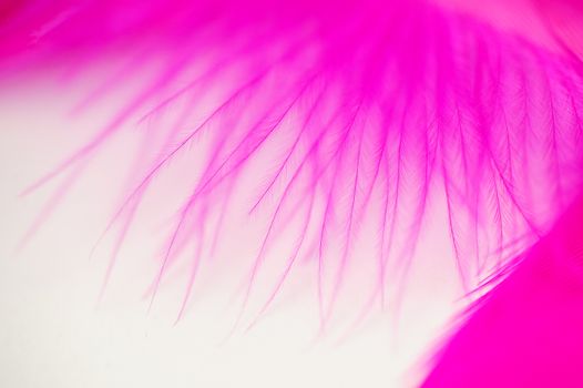 pink texture of feathers. Abstract background with place for text.