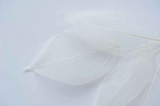 leaf texture tree white background and place for text.