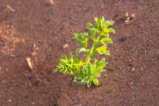 Fresh young plant enlightened by a morning sunlight, growing in a sandy red soil.