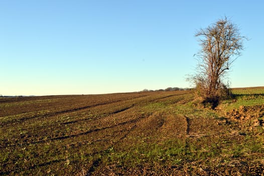 Plowing field with a tree isolated under a setting sun