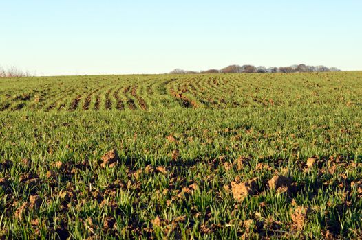 Field plowed fresh with young shoots and a blue sky