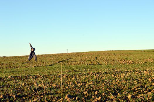 Scarecrow on a field of young shoots under a sunset