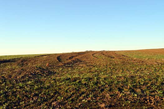 Plow furrow on a field of young green all inches
