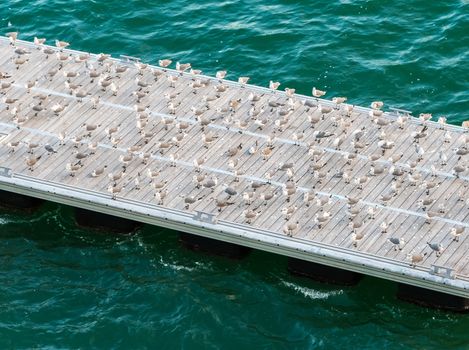 A flock of seagulls gathering on the pier to rest and groom.