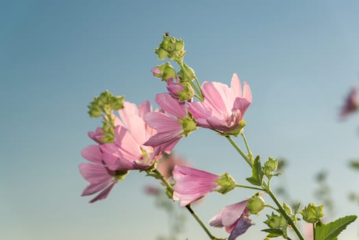 A Meadow pink Mallow against a blue sky