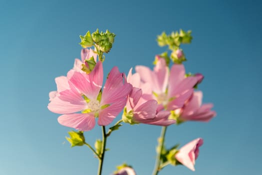 A Meadow pink Mallow against a blue sky