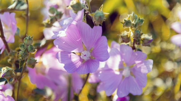 Purple pink meadow mallow flowers (Malva) close up