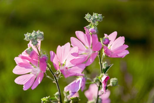 Meadow Mauve pink sways in the breeze