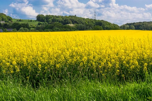 Blooming canola field with beautiful blue sky in the background.
Symbolizing green energy.