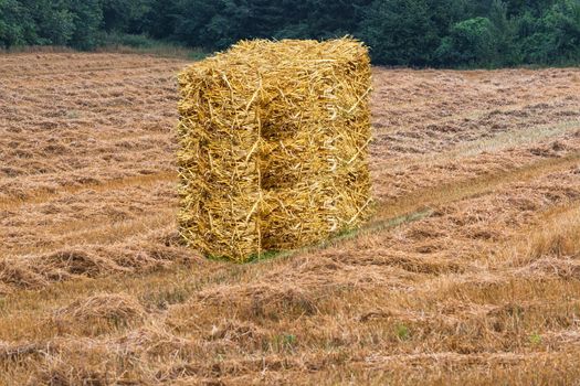 Mowed grain field with hay bales and forest in the background.