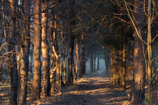 footpath in a mistic forest, blue fog