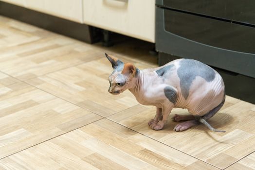 A Mottled Peterbald on the kitchen floor