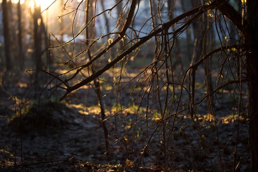 sunrise in a forest, tree branches against the sun
