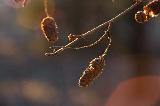 tree branches in a golden sunset light