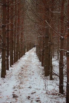 path in the winter forest, pine trees