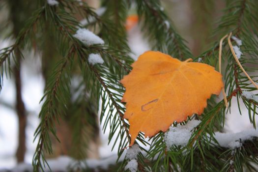 yellow fallen autumn leaf on the christmas tree