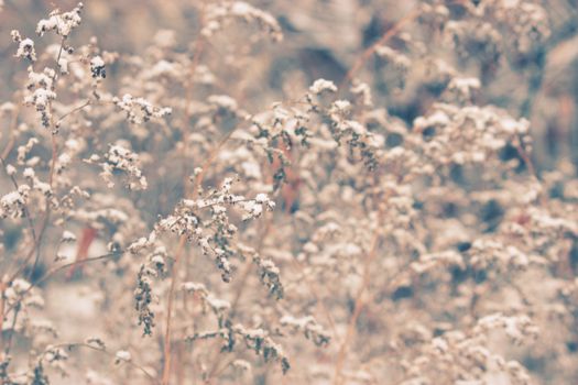 frozen and covered with snow plant background