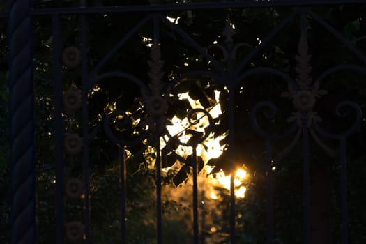 sunlight through the fence,, summer green foliage