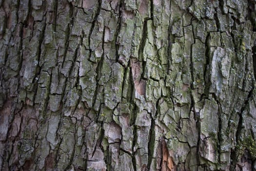 big old tree texured bark with moss background