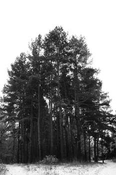 forest with pine trees winter, snow cold